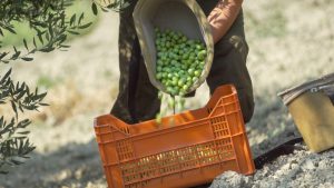 Olive Ascolane DOP